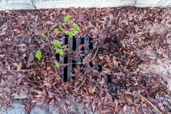 Cost of Yard Drain Unclogging in Renton